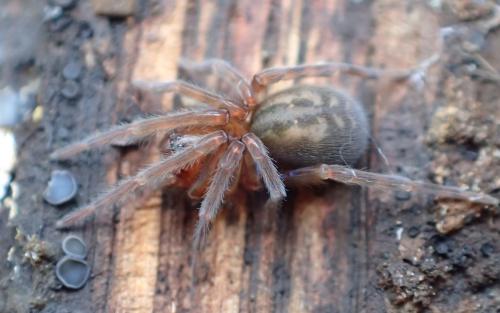 Réf. 300 595 : Amaurobius sp.